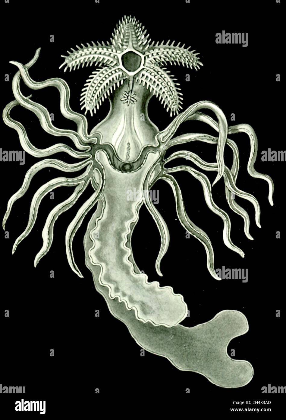 Ernst Haeckel - Amphoridea (Crop) - 1904 Foto Stock