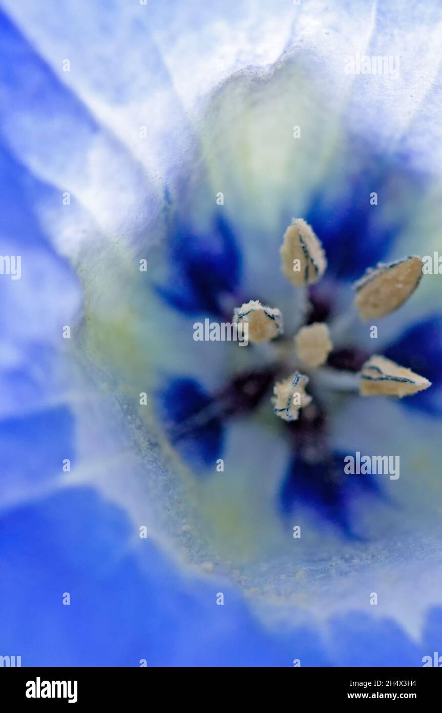 Macro di fiore blu di mela-di-Perù, Nicandra physalodes Foto Stock