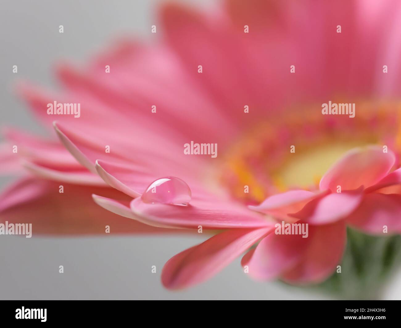 Macro di un fiore di gerbera con una goccia d'acqua Foto Stock