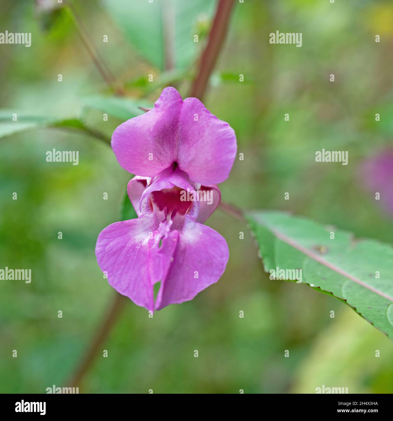 Primo piano di una fioritura del touch-me-not ghiandolare, Impatiens glandulifera Foto Stock