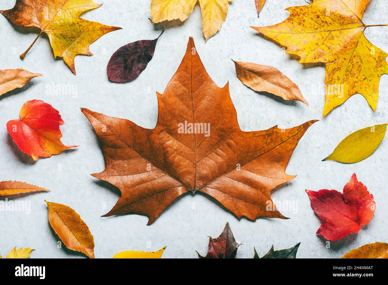 Sfondo autunno. Vista dall'alto di diverse foglie autunnali su sfondo bianco. L'autunno lascia lo sfondo Foto Stock