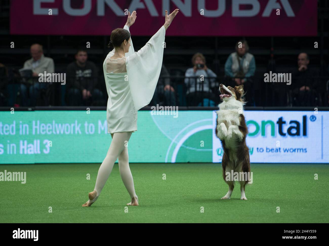 Concorso Heelwork to music il giorno 2 della mostra di cani Crufts al NEC il 11 2016 marzo a Birmingham, Regno Unito. Foto Stock