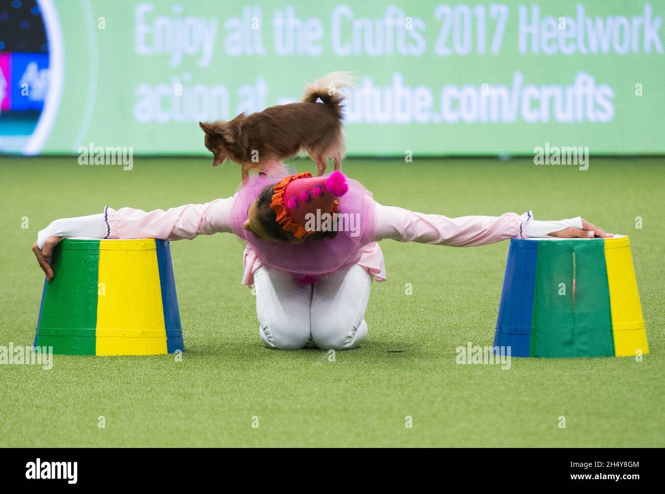 Concorso Heelwork to music il primo giorno della mostra di cani Crufts 2017 al NEC di Birmingham, Regno Unito. Data foto: Giovedì 09 marzo, 2017. Photo credit: Katja Ogrin/ EMPICS Entertainment. Foto Stock