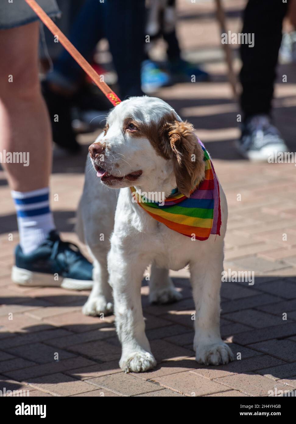 Il cane con bandana arcobaleno attende l'inizio della sfilata che inizia Birmingham Pride, il più grande festival di 2 giorni LGBTQ+ del Regno Unito, il 25 maggio 2019 a Birmingham, Inghilterra. Data foto: Sabato 25 maggio, 2019. Photo credit: Katja Ogrin/ EMPICS Entertainment. Foto Stock
