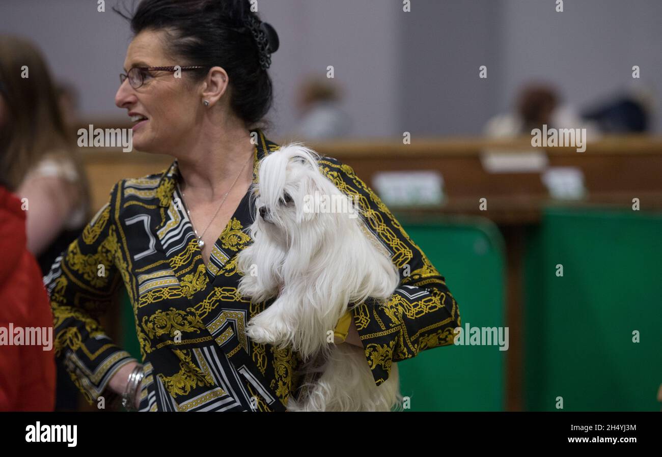 Giorno 1 di spettacolo di cani Crufts il 05 marzo 2020 al NEC di Birmingham, Regno Unito. Data foto: Giovedì 05 marzo 2020. Photo credit: Katja Ogrin/ EMPICS Entertainment. Foto Stock