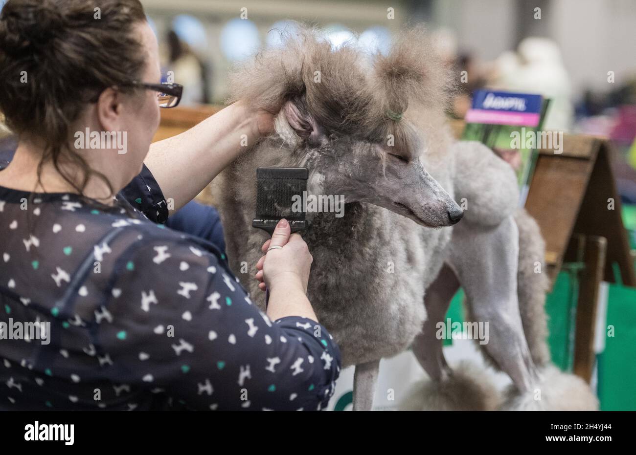 Giorno 1 di spettacolo di cani Crufts il 05 marzo 2020 al NEC di Birmingham, Regno Unito. Data foto: Giovedì 05 marzo 2020. Photo credit: Katja Ogrin/ EMPICS Entertainment. Foto Stock