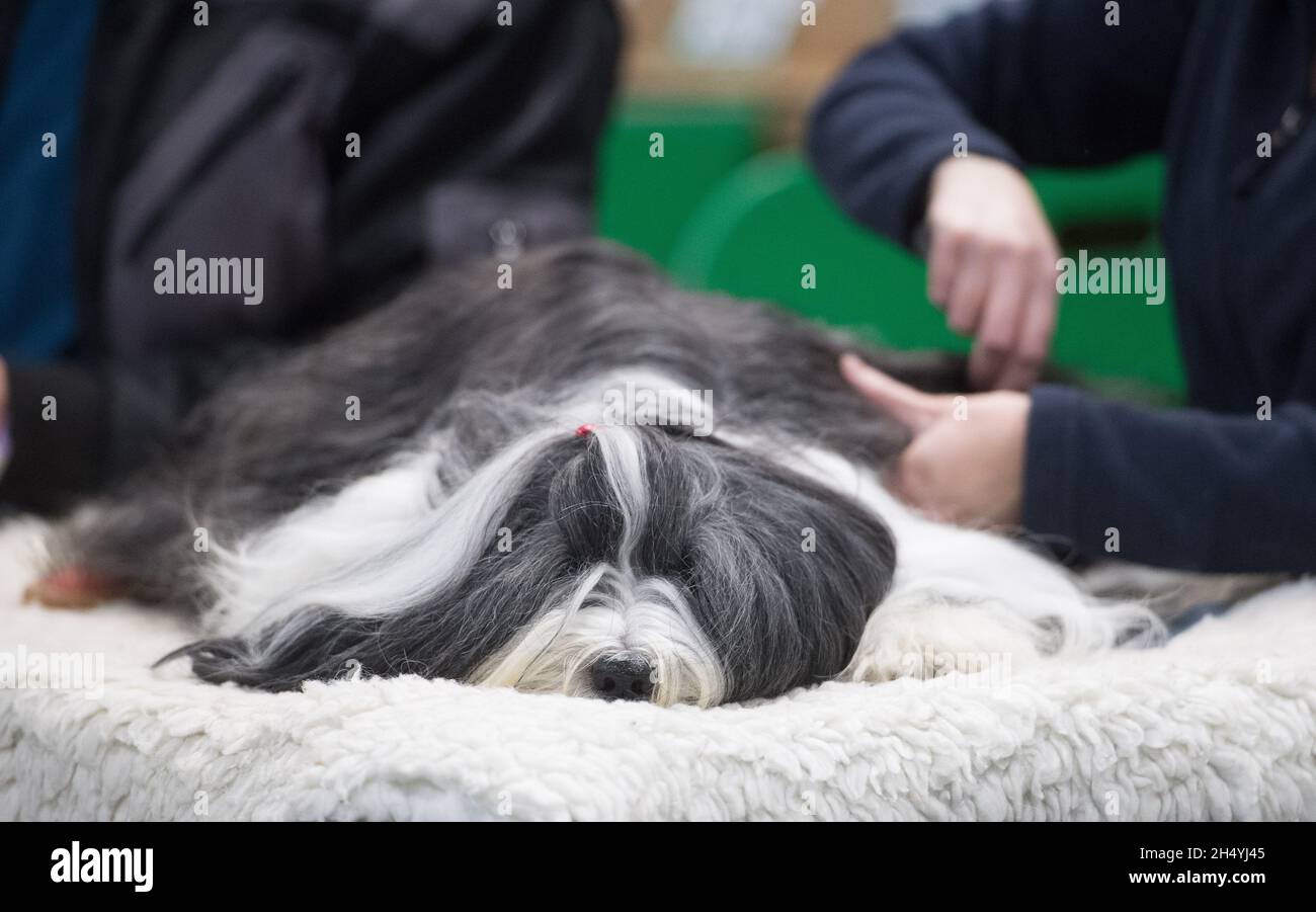 Giorno 1 di spettacolo di cani Crufts il 05 marzo 2020 al NEC di Birmingham, Regno Unito. Data foto: Giovedì 05 marzo 2020. Photo credit: Katja Ogrin/ EMPICS Entertainment. Foto Stock