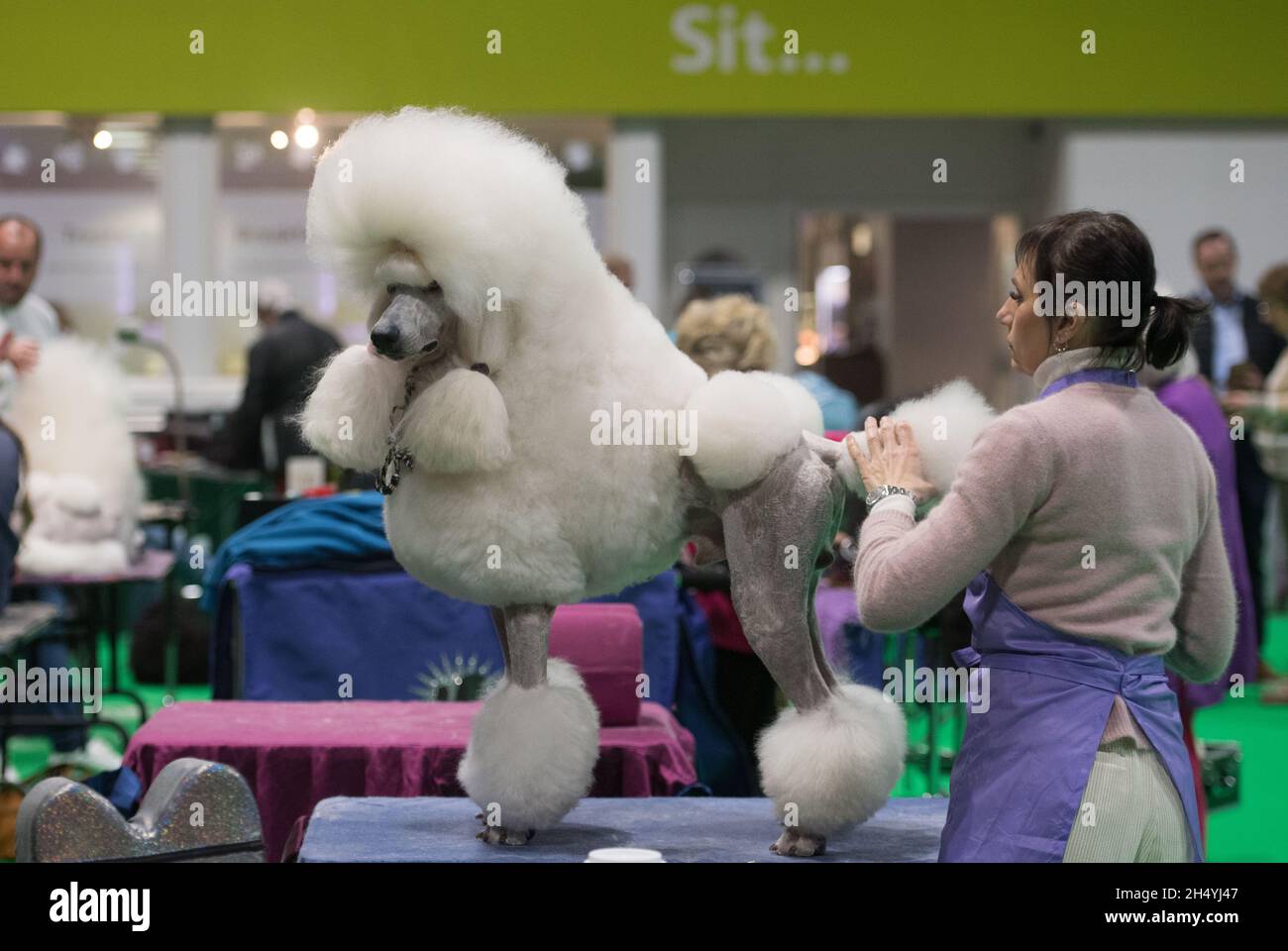 Giorno 1 di spettacolo di cani Crufts il 05 marzo 2020 al NEC di Birmingham, Regno Unito. Data foto: Giovedì 05 marzo 2020. Photo credit: Katja Ogrin/ EMPICS Entertainment. Foto Stock