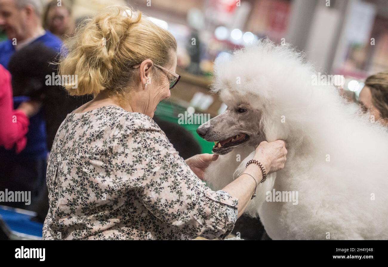 Giorno 1 di spettacolo di cani Crufts il 05 marzo 2020 al NEC di Birmingham, Regno Unito. Data foto: Giovedì 05 marzo 2020. Photo credit: Katja Ogrin/ EMPICS Entertainment. Foto Stock