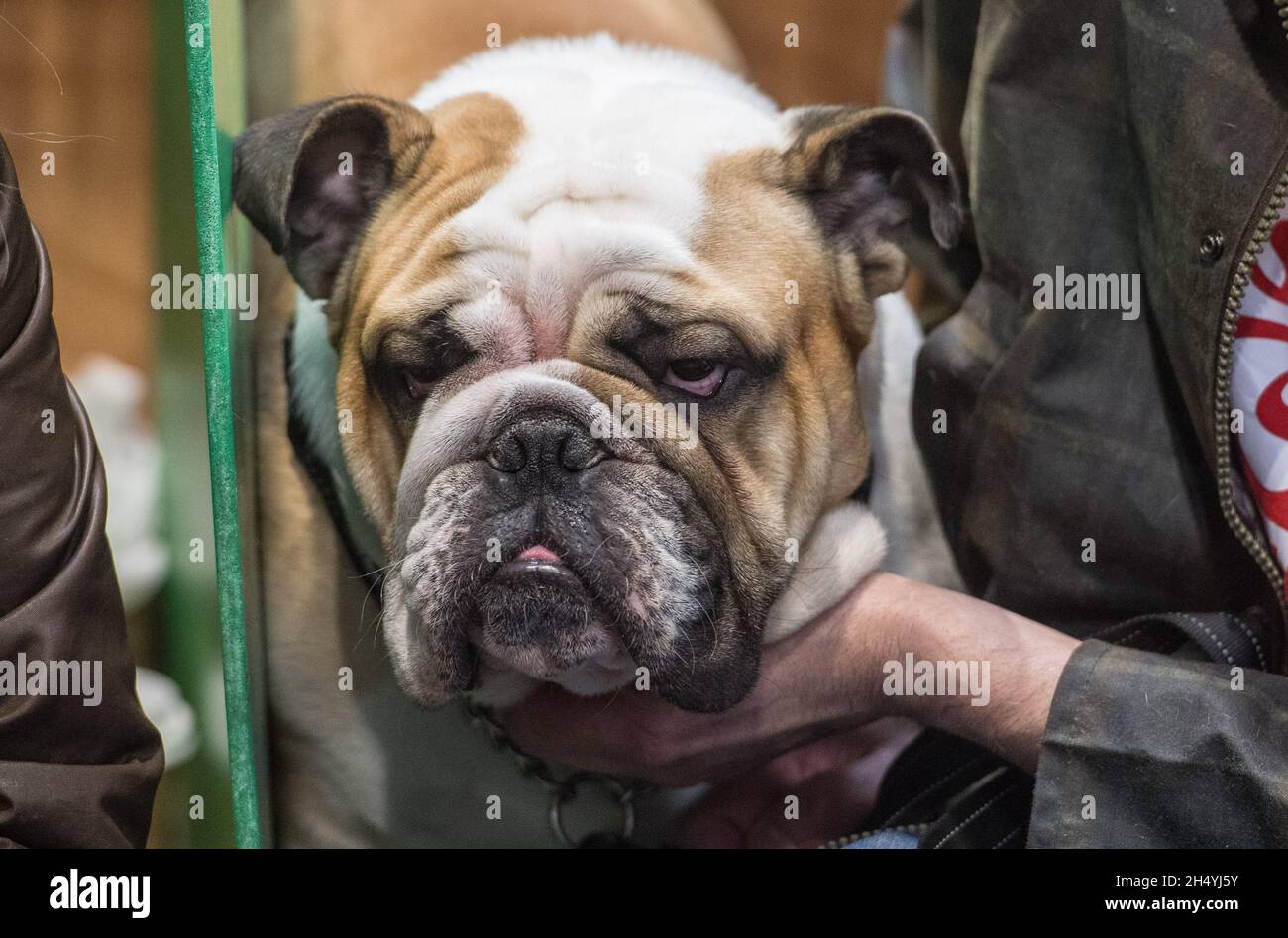 I proprietari di cani e i loro cani il giorno 1 della mostra di cani Crufts il 05 marzo 2020 al NEC di Birmingham, Regno Unito. Data foto: Giovedì 05 marzo 2020. Photo credit: Katja Ogrin/ EMPICS Entertainment. Foto Stock