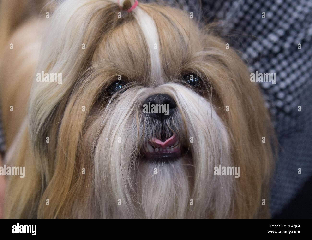 I proprietari di cani e i loro cani il giorno 1 della mostra di cani Crufts il 05 marzo 2020 al NEC di Birmingham, Regno Unito. Data foto: Giovedì 05 marzo 2020. Photo credit: Katja Ogrin/ EMPICS Entertainment. Foto Stock