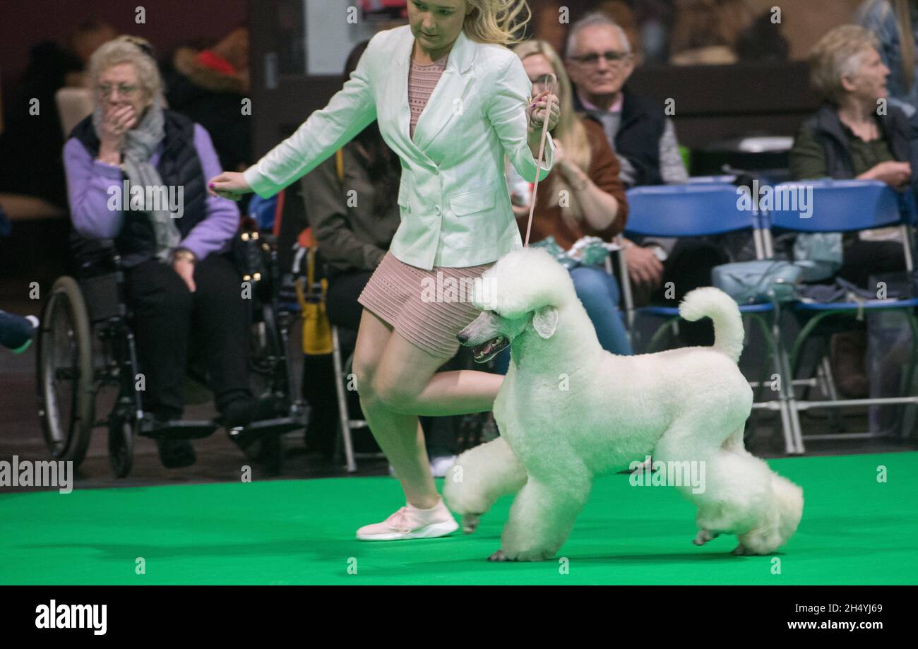 I proprietari di cani e i loro cani il giorno 1 della mostra di cani Crufts il 05 marzo 2020 al NEC di Birmingham, Regno Unito. Data foto: Giovedì 05 marzo 2020. Photo credit: Katja Ogrin/ EMPICS Entertainment. Foto Stock