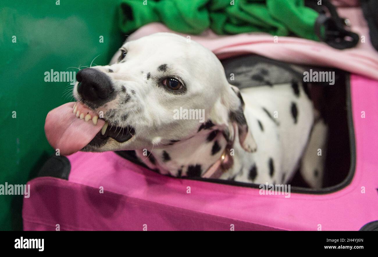 I proprietari di cani e i loro cani il giorno 1 della mostra di cani Crufts il 05 marzo 2020 al NEC di Birmingham, Regno Unito. Data foto: Giovedì 05 marzo 2020. Photo credit: Katja Ogrin/ EMPICS Entertainment. Foto Stock