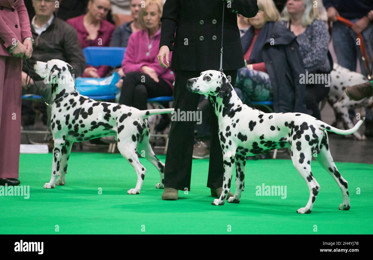 I proprietari di cani e i loro cani il giorno 1 della mostra di cani Crufts il 05 marzo 2020 al NEC di Birmingham, Regno Unito. Data foto: Giovedì 05 marzo 2020. Photo credit: Katja Ogrin/ EMPICS Entertainment. Foto Stock
