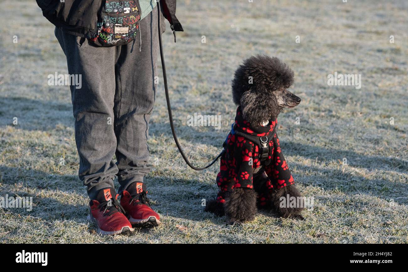 Giorno due della mostra di cani da crociera al National Exhibition Centre (NEC) il 06 marzo 2020 a Birmingham, Regno Unito. Data foto: Venerdì 06 marzo 2020. Photo credit: Katja Ogrin/EMPICS Entertainment. Foto Stock