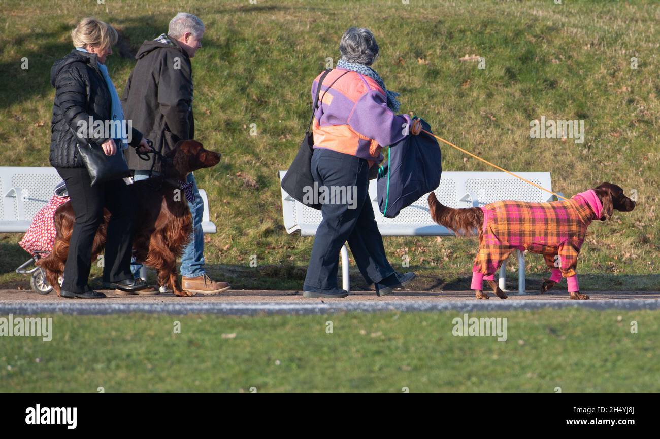 Giorno due della mostra di cani da crociera al National Exhibition Centre (NEC) il 06 marzo 2020 a Birmingham, Regno Unito. Data foto: Venerdì 06 marzo 2020. Photo credit: Katja Ogrin/EMPICS Entertainment. Foto Stock