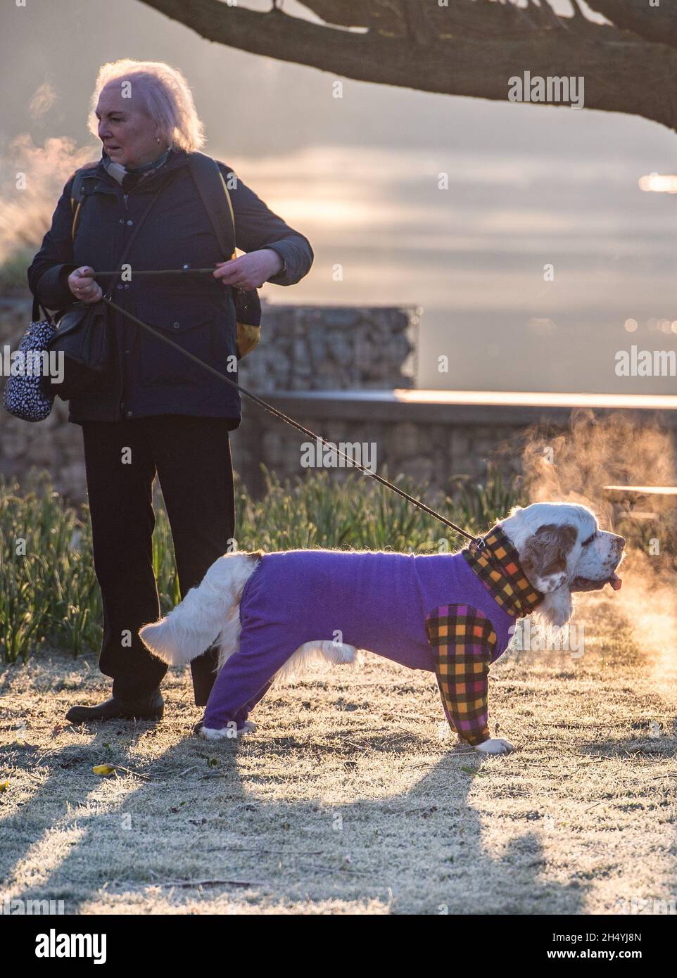 Giorno due della mostra di cani da crociera al National Exhibition Centre (NEC) il 06 marzo 2020 a Birmingham, Regno Unito. Data foto: Venerdì 06 marzo 2020. Photo credit: Katja Ogrin/EMPICS Entertainment. Foto Stock