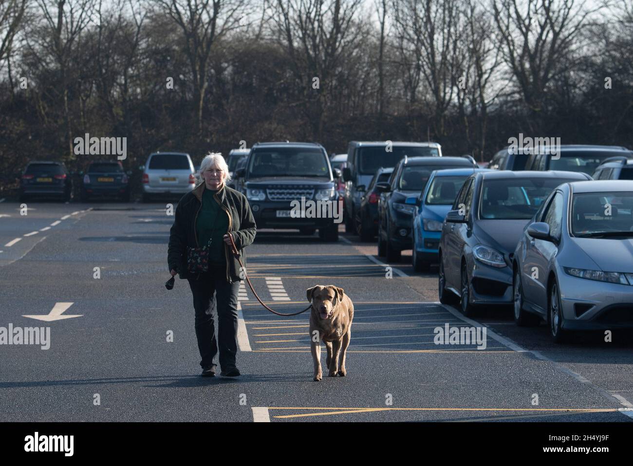 Giorno due della mostra di cani da crociera al National Exhibition Centre (NEC) il 06 marzo 2020 a Birmingham, Regno Unito. Data foto: Venerdì 06 marzo 2020. Photo credit: Katja Ogrin/EMPICS Entertainment. Foto Stock