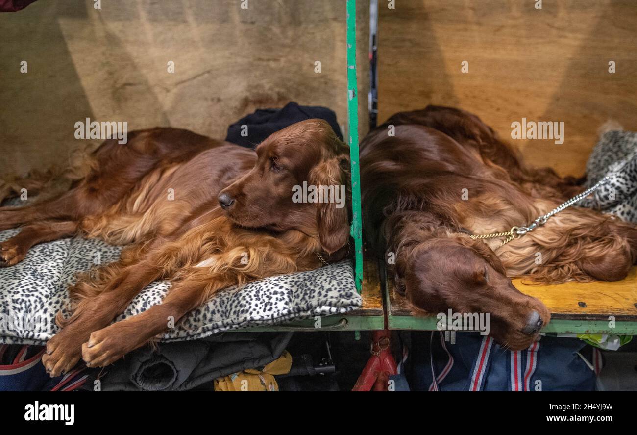 Giorno due della mostra di cani da crociera al National Exhibition Centre (NEC) il 06 marzo 2020 a Birmingham, Regno Unito. Data foto: Venerdì 06 marzo 2020. Photo credit: Katja Ogrin/EMPICS Entertainment. Foto Stock