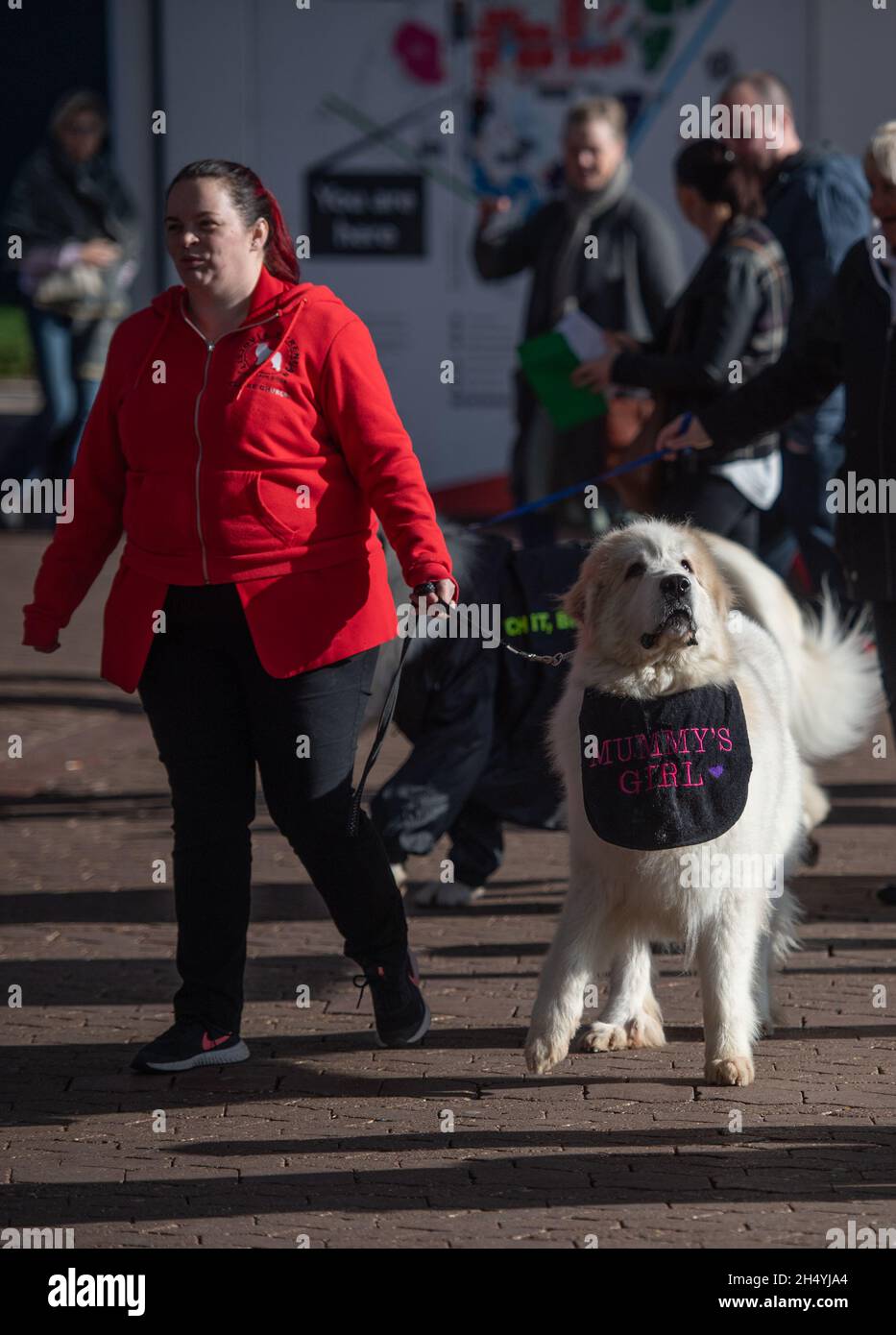 Giorno due della mostra di cani da crociera al National Exhibition Centre (NEC) il 06 marzo 2020 a Birmingham, Regno Unito. Data foto: Venerdì 06 marzo 2020. Photo credit: Katja Ogrin/EMPICS Entertainment. Foto Stock