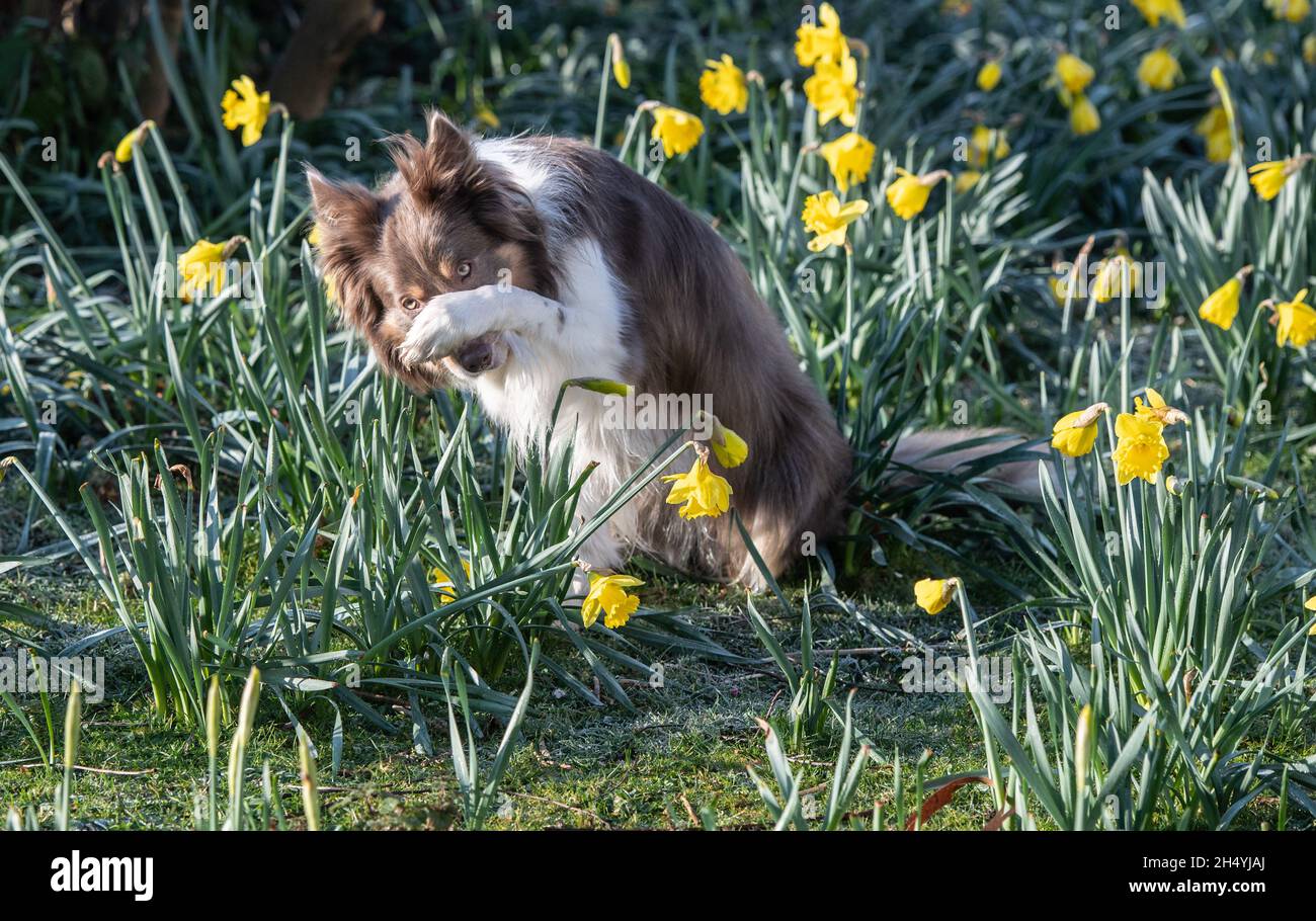 Boder Collie A'Mayzie colpisce una posa il giorno due della mostra di cani Crufts al National Exhibition Centre (NEC) il 06 marzo 2020 a Birmingham, Regno Unito. Data foto: Venerdì 06 marzo 2020. Photo credit: Katja Ogrin/EMPICS Entertainment. Foto Stock