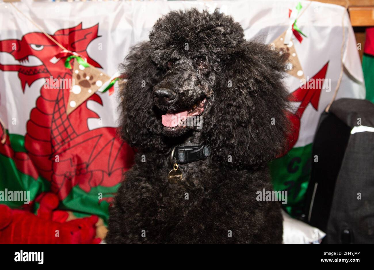 Giorno due della mostra di cani da crociera al National Exhibition Centre (NEC) il 06 marzo 2020 a Birmingham, Regno Unito. Data foto: Venerdì 06 marzo 2020. Photo credit: Katja Ogrin/EMPICS Entertainment. Foto Stock