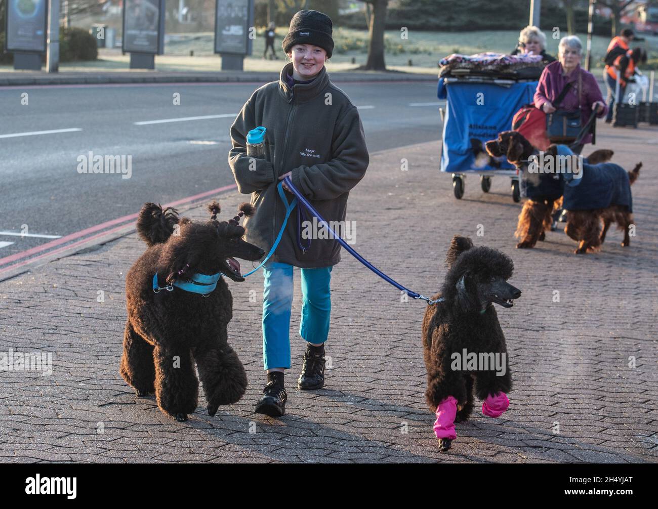 Giorno due della mostra di cani da crociera al National Exhibition Centre (NEC) il 06 marzo 2020 a Birmingham, Regno Unito. Data foto: Venerdì 06 marzo 2020. Photo credit: Katja Ogrin/EMPICS Entertainment. Foto Stock