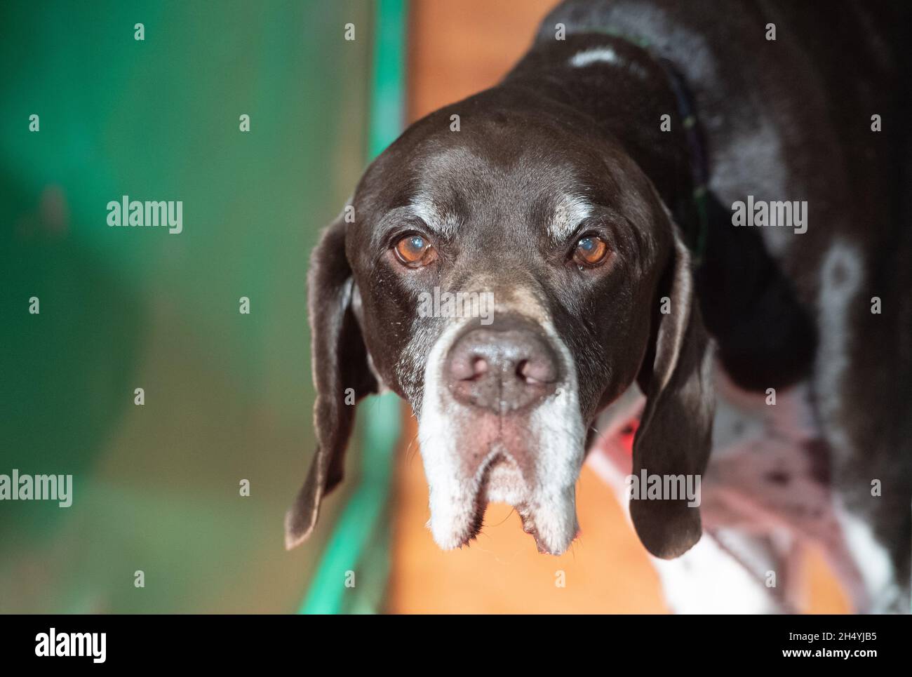Giorno due della mostra di cani da crociera al National Exhibition Centre (NEC) il 06 marzo 2020 a Birmingham, Regno Unito. Data foto: Venerdì 06 marzo 2020. Photo credit: Katja Ogrin/EMPICS Entertainment. Foto Stock