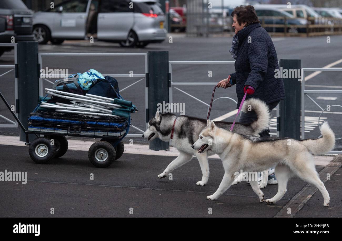 Terzo giorno della mostra di cani da crociera al National Exhibition Centre (NEC) il 07 marzo 2020 a Birmingham, Regno Unito. Data foto: Sabato 07 marzo 2020. Photo credit: Katja Ogrin/EMPICS Entertainment. Foto Stock