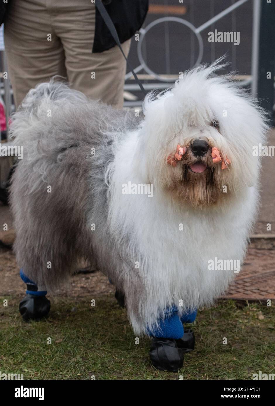 Terzo giorno della mostra di cani da crociera al National Exhibition Centre (NEC) il 07 marzo 2020 a Birmingham, Regno Unito. Data foto: Sabato 07 marzo 2020. Photo credit: Katja Ogrin/EMPICS Entertainment. Foto Stock