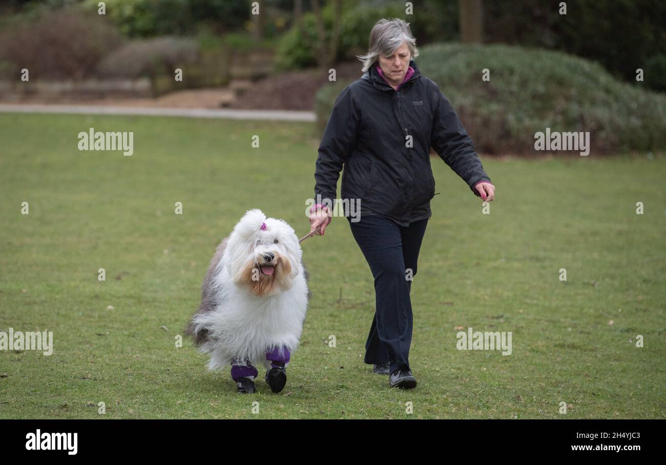 Terzo giorno della mostra di cani da crociera al National Exhibition Centre (NEC) il 07 marzo 2020 a Birmingham, Regno Unito. Data foto: Sabato 07 marzo 2020. Photo credit: Katja Ogrin/EMPICS Entertainment. Foto Stock