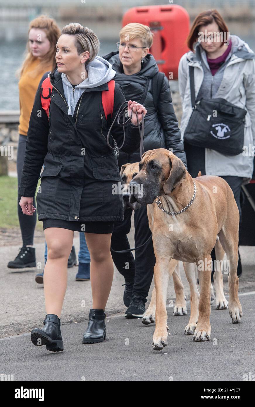 Terzo giorno della mostra di cani da crociera al National Exhibition Centre (NEC) il 07 marzo 2020 a Birmingham, Regno Unito. Data foto: Sabato 07 marzo 2020. Photo credit: Katja Ogrin/EMPICS Entertainment. Foto Stock
