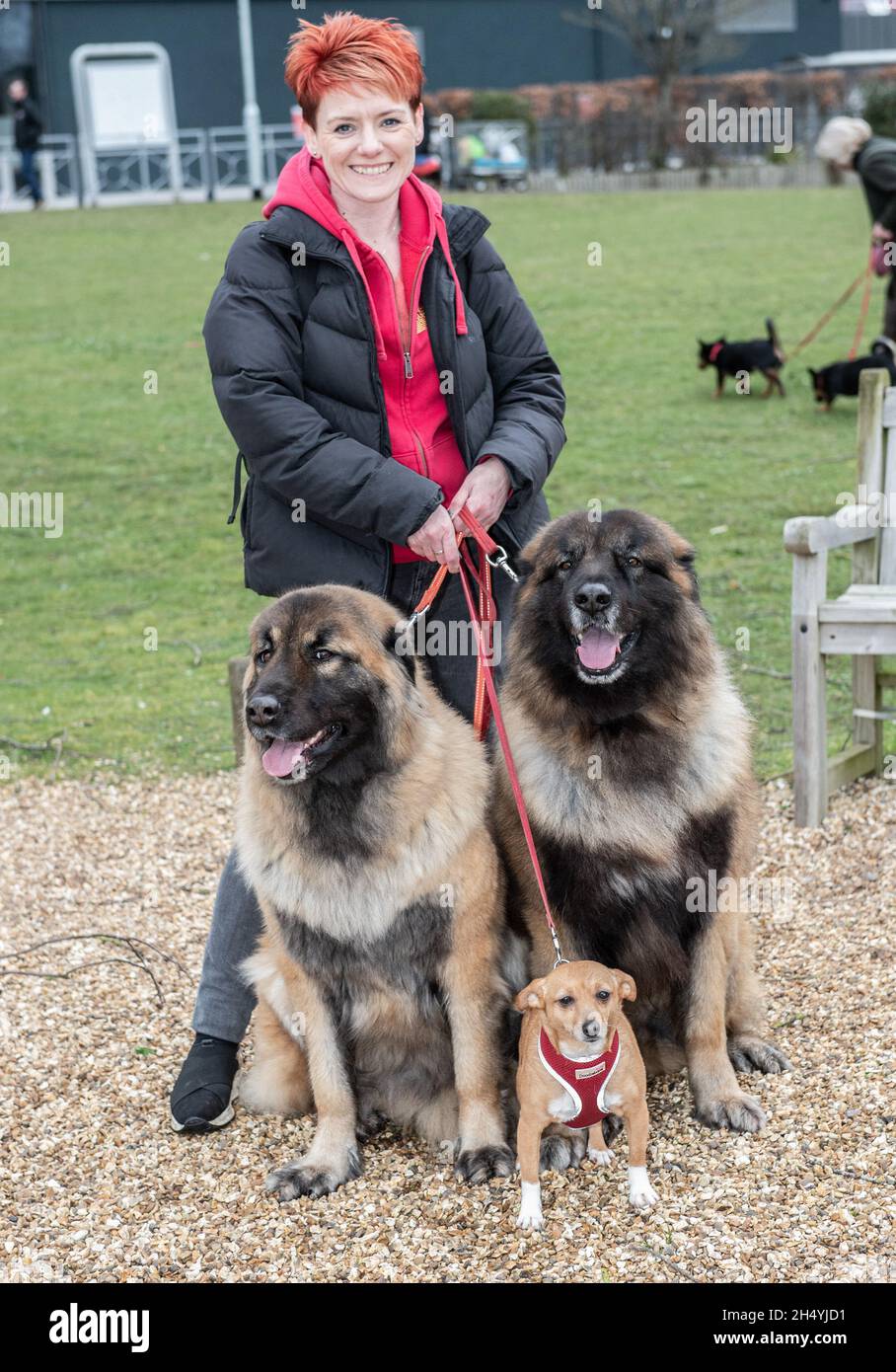 Terzo giorno della mostra di cani da crociera al National Exhibition Centre (NEC) il 07 marzo 2020 a Birmingham, Regno Unito. Data foto: Sabato 07 marzo 2020. Photo credit: Katja Ogrin/EMPICS Entertainment. Foto Stock