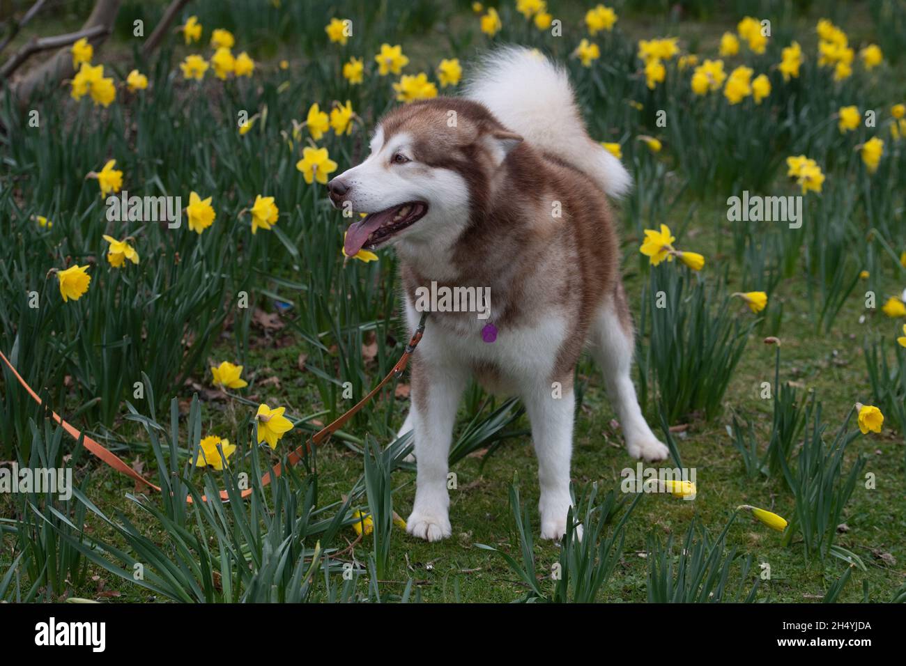 Terzo giorno della mostra di cani da crociera al National Exhibition Centre (NEC) il 07 marzo 2020 a Birmingham, Regno Unito. Data foto: Sabato 07 marzo 2020. Photo credit: Katja Ogrin/EMPICS Entertainment. Foto Stock