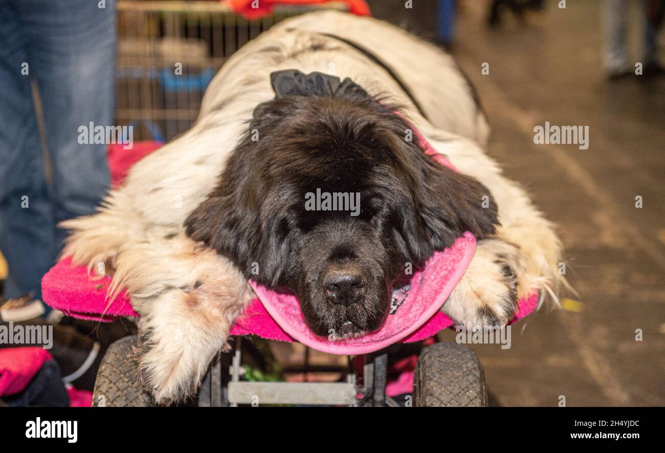 Terzo giorno della mostra di cani da crociera al National Exhibition Centre (NEC) il 07 marzo 2020 a Birmingham, Regno Unito. Data foto: Sabato 07 marzo 2020. Photo credit: Katja Ogrin/EMPICS Entertainment. Foto Stock