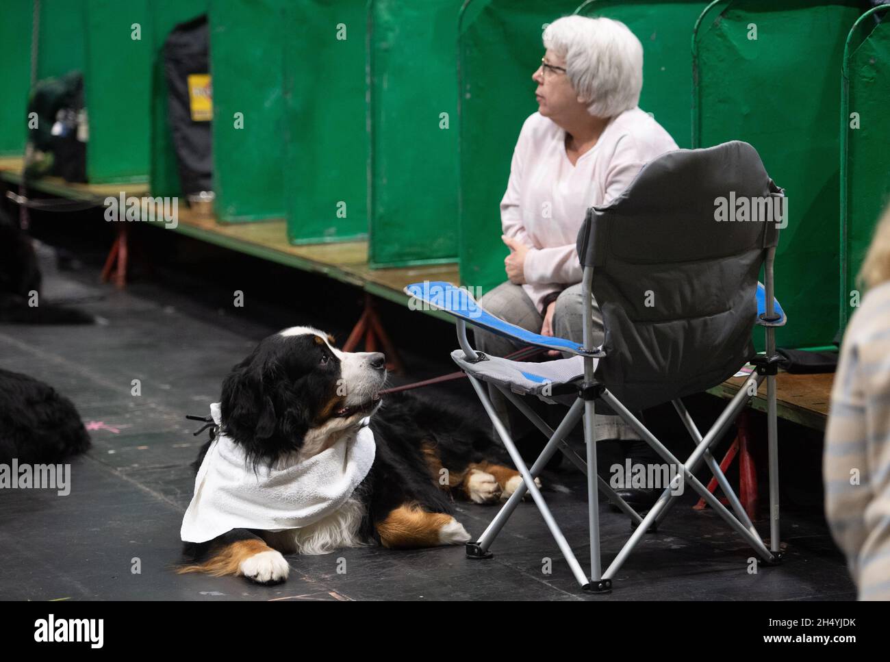 Terzo giorno della mostra di cani da crociera al National Exhibition Centre (NEC) il 07 marzo 2020 a Birmingham, Regno Unito. Data foto: Sabato 07 marzo 2020. Photo credit: Katja Ogrin/EMPICS Entertainment. Foto Stock