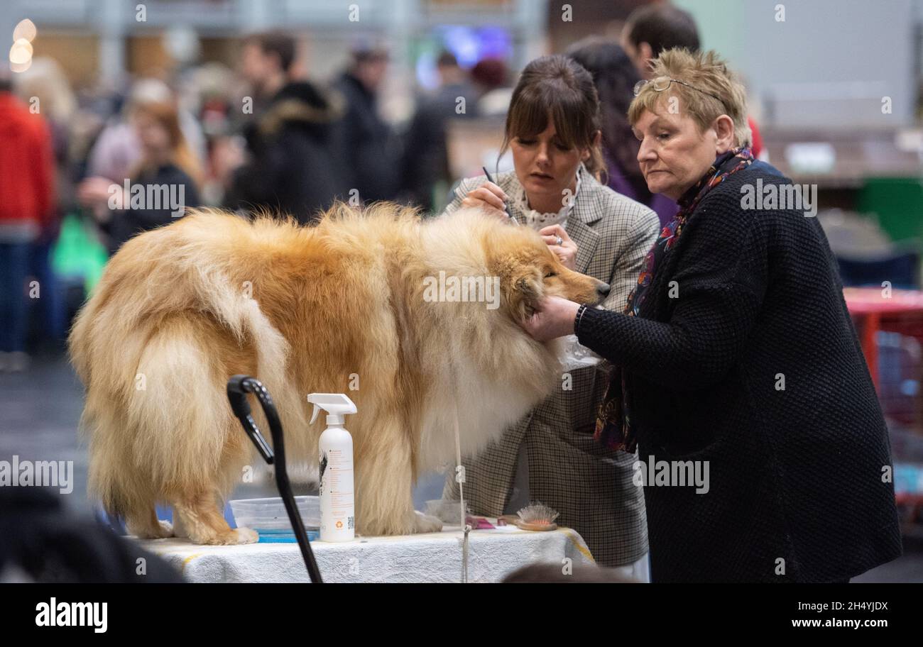 Terzo giorno della mostra di cani da crociera al National Exhibition Centre (NEC) il 07 marzo 2020 a Birmingham, Regno Unito. Data foto: Sabato 07 marzo 2020. Photo credit: Katja Ogrin/EMPICS Entertainment. Foto Stock