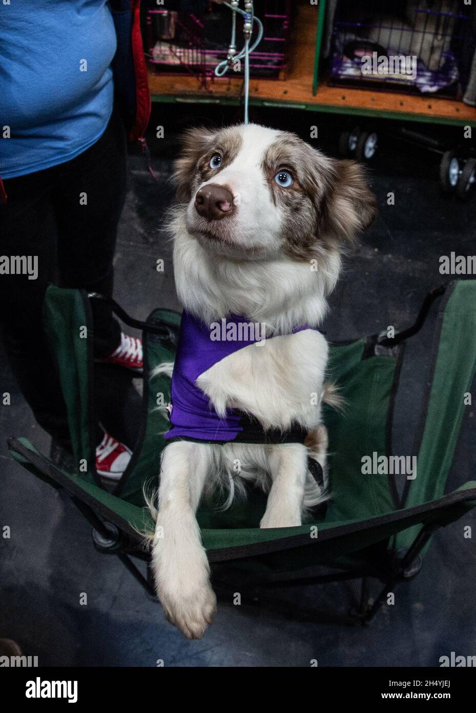 Terzo giorno della mostra di cani da crociera al National Exhibition Centre (NEC) il 07 marzo 2020 a Birmingham, Regno Unito. Data foto: Sabato 07 marzo 2020. Photo credit: Katja Ogrin/EMPICS Entertainment. Foto Stock