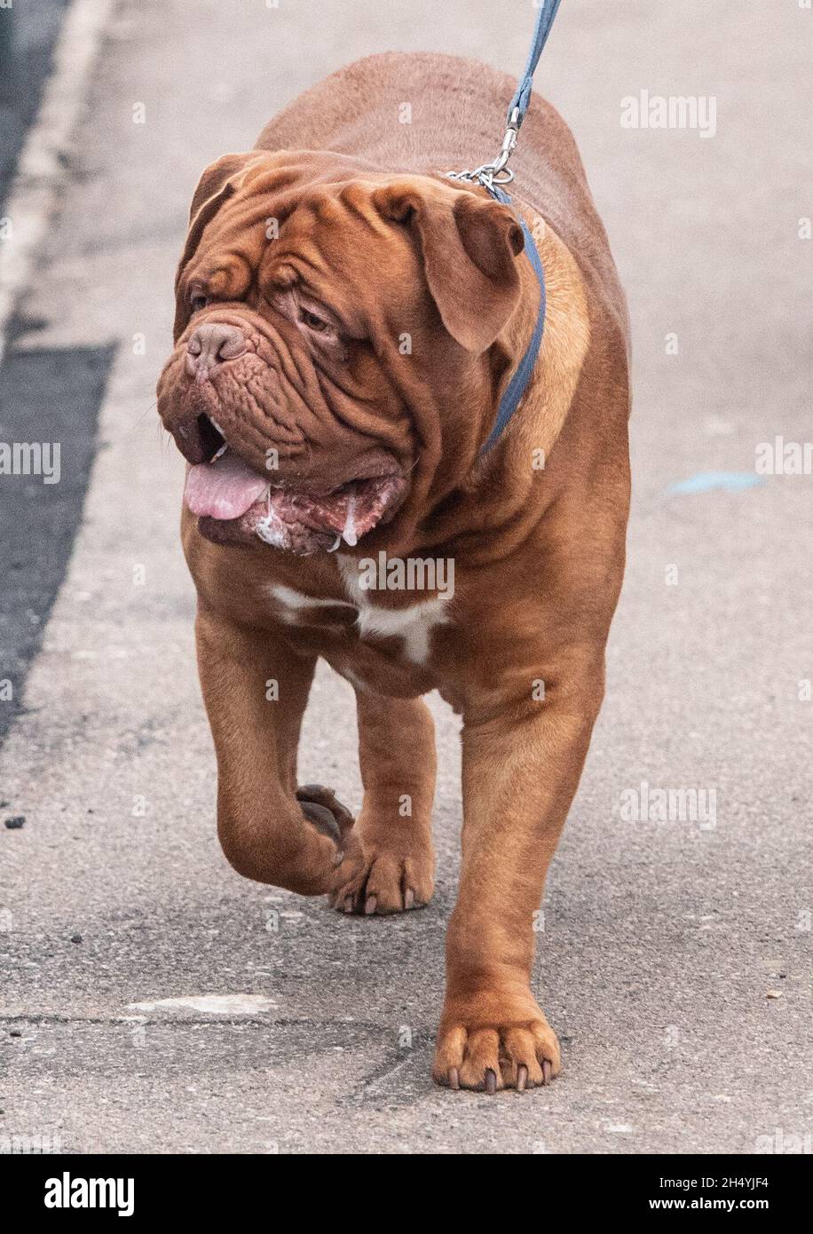 Terzo giorno della mostra di cani da crociera al National Exhibition Centre (NEC) il 07 marzo 2020 a Birmingham, Regno Unito. Data foto: Sabato 07 marzo 2020. Photo credit: Katja Ogrin/EMPICS Entertainment. Foto Stock