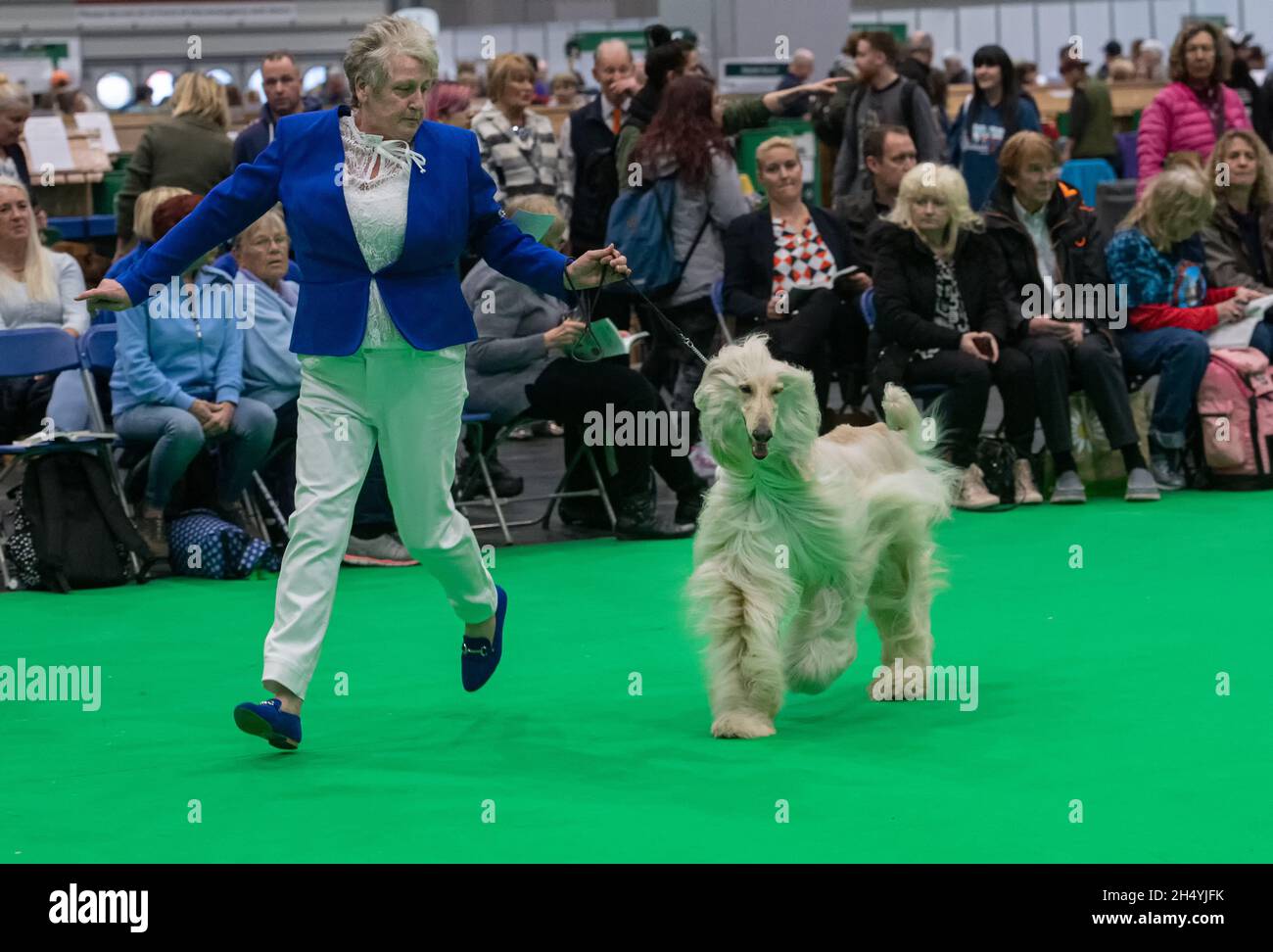 Afghan Hound il giorno quattro della mostra di cani da crociera al National Exhibition Centre (NEC) il 08 marzo 2020 a Birmingham, Regno Unito. Data foto: Domenica 08 marzo 2020. Photo credit: Katja Ogrin/EMPICS Entertainment. Foto Stock