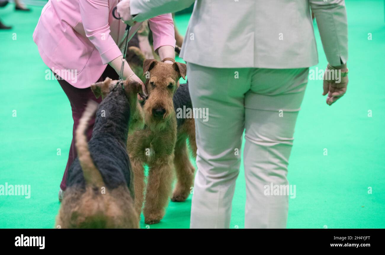 Giorno quattro della mostra di cani da crociera al National Exhibition Centre (NEC) il 08 marzo 2020 a Birmingham, Regno Unito. Data foto: Domenica 08 marzo 2020. Photo credit: Katja Ogrin/EMPICS Entertainment. Foto Stock