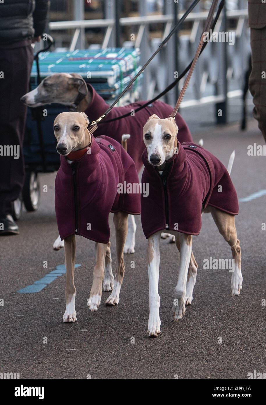 Giorno quattro della mostra di cani da crociera al National Exhibition Centre (NEC) il 08 marzo 2020 a Birmingham, Regno Unito. Data foto: Domenica 08 marzo 2020. Photo credit: Katja Ogrin/EMPICS Entertainment. Foto Stock