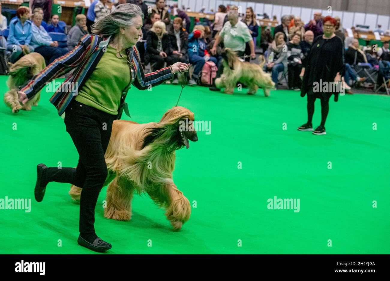 Afghan Hound il giorno quattro della mostra di cani da crociera al National Exhibition Centre (NEC) il 08 marzo 2020 a Birmingham, Regno Unito. Data foto: Domenica 08 marzo 2020. Photo credit: Katja Ogrin/EMPICS Entertainment. Foto Stock