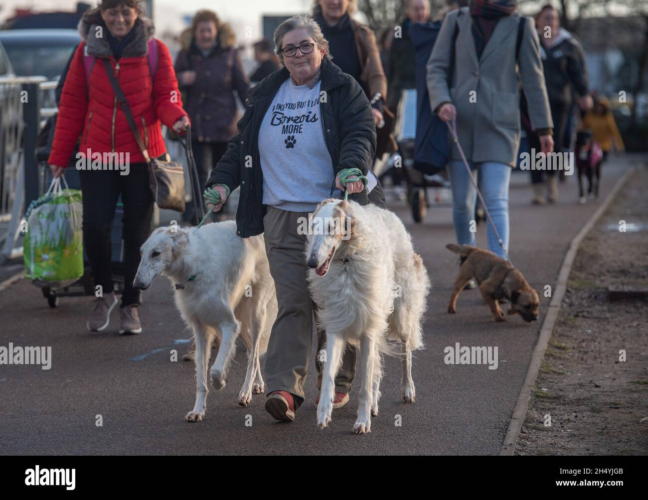 Giorno quattro della mostra di cani da crociera al National Exhibition Centre (NEC) il 08 marzo 2020 a Birmingham, Regno Unito. Data foto: Domenica 08 marzo 2020. Photo credit: Katja Ogrin/EMPICS Entertainment. Foto Stock