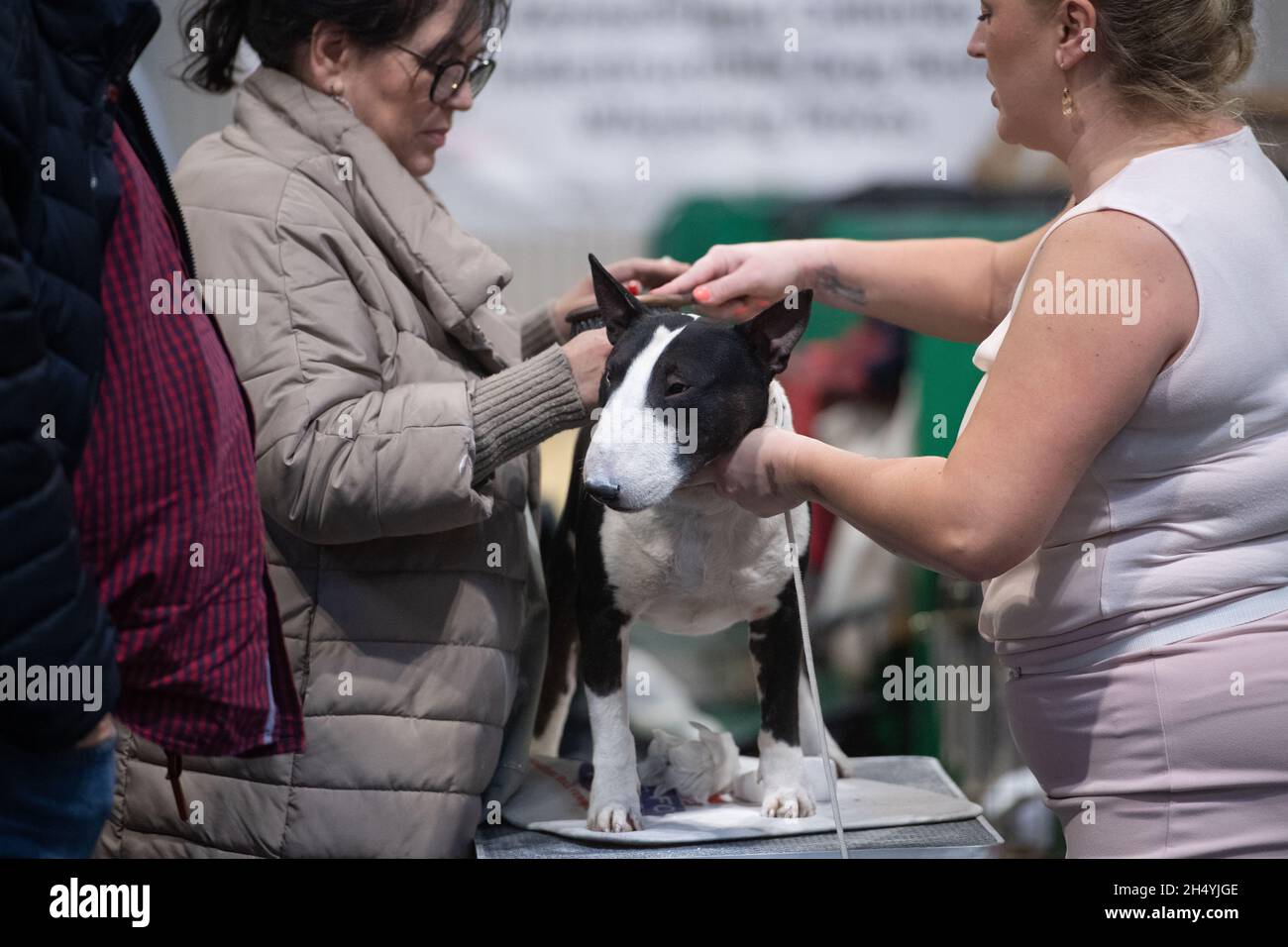 Giorno quattro della mostra di cani da crociera al National Exhibition Centre (NEC) il 08 marzo 2020 a Birmingham, Regno Unito. Data foto: Domenica 08 marzo 2020. Photo credit: Katja Ogrin/EMPICS Entertainment. Foto Stock