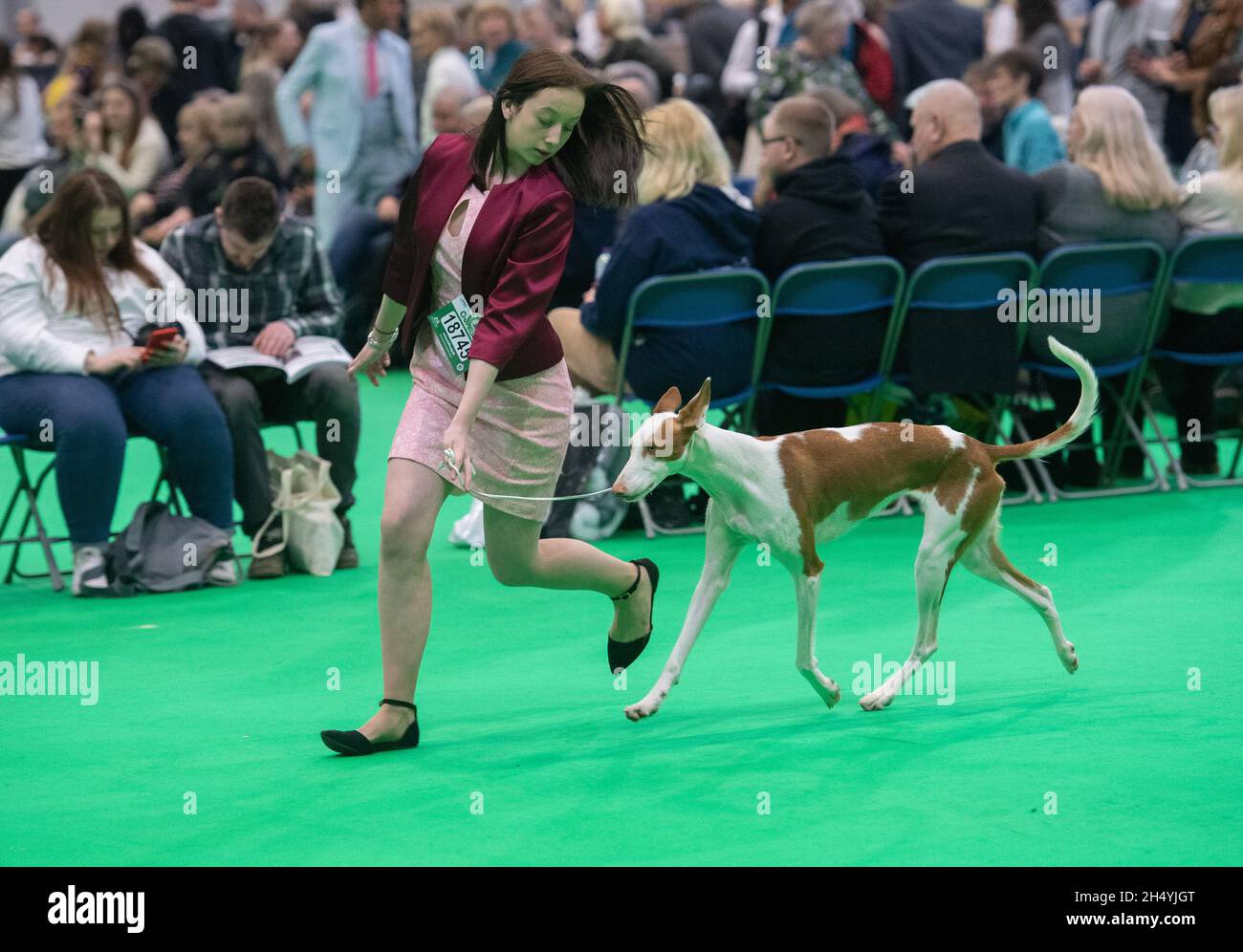 Ibizan Hounds il giorno quattro della mostra di cani da crociera al National Exhibition Centre (NEC) il 08 marzo 2020 a Birmingham, Regno Unito. Data foto: Domenica 08 marzo 2020. Photo credit: Katja Ogrin/EMPICS Entertainment. Foto Stock