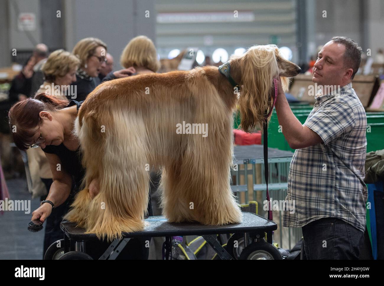 Afghan Hound il giorno quattro della mostra di cani da crociera al National Exhibition Centre (NEC) il 08 marzo 2020 a Birmingham, Regno Unito. Data foto: Domenica 08 marzo 2020. Photo credit: Katja Ogrin/EMPICS Entertainment. Foto Stock