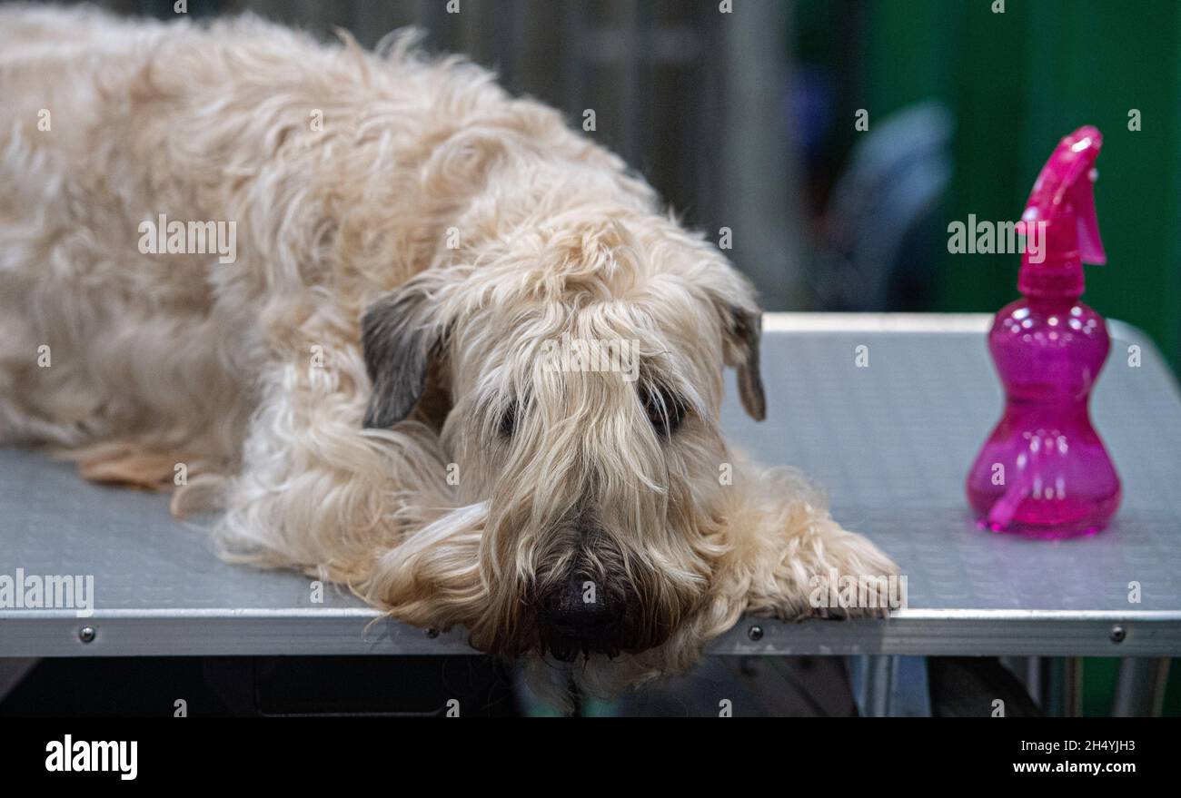 Giorno quattro della mostra di cani da crociera al National Exhibition Centre (NEC) il 08 marzo 2020 a Birmingham, Regno Unito. Data foto: Domenica 08 marzo 2020. Photo credit: Katja Ogrin/EMPICS Entertainment. Foto Stock