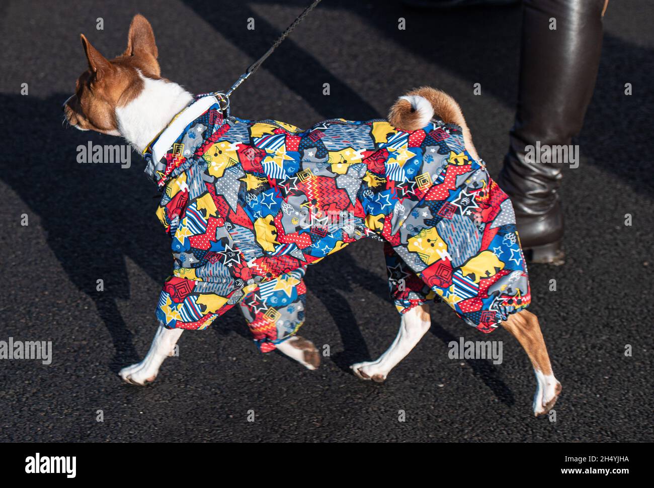 Giorno quattro della mostra di cani da crociera al National Exhibition Centre (NEC) il 08 marzo 2020 a Birmingham, Regno Unito. Data foto: Domenica 08 marzo 2020. Photo credit: Katja Ogrin/EMPICS Entertainment. Foto Stock