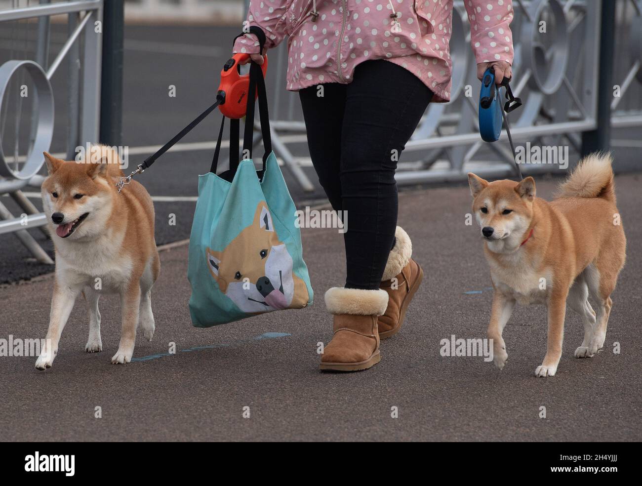 Giorno quattro della mostra di cani da crociera al National Exhibition Centre (NEC) il 08 marzo 2020 a Birmingham, Regno Unito. Data foto: Domenica 08 marzo 2020. Photo credit: Katja Ogrin/EMPICS Entertainment. Foto Stock